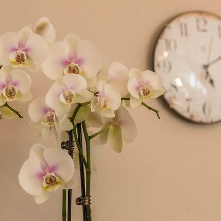 Schürer Apartment *